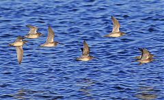 Long-billed Dowitcher